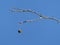 Seed pods planetree hanging from branch with blue sky background