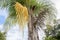 Seed Pods Of A Queen Palm Tree