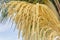 Seed Pods Of A Queen Palm Tree Closeup