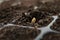 Seed sow in black health soil by professional farmer
