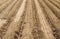 Seed sprouted potatoes are planted in rows in the ground before soil digging closing. The process of planting a potato plantation