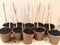 Seed starting paper pots indoors with wood coffee stick labels in spring time, getting ready for a gardening hobby in a front or