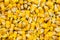 Seed sunflower corn. painted agro color for sorting and labeling