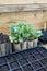 Seed trays inside a cold frame  UK vegetable growing