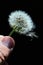 Seed white head of dandelion Taraxacum Officinale held in left hand with parachute detaching, on dark background