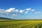 seed yellow flowers landscape