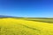 Seed Yellow Flowers Landscape