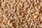 Seed yellow salt roasted Indian nut - peanut background