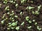 Seedbed of vegetables