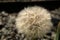 Seedhead of yellow salsify Tragopogon sp. in Davos