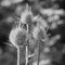 Seedheads of fullers teasel, black and white