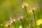 Seedheads of the perennial alpine plant Geum montanum