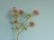 Seedheads of wild teasel, in front of green wall. View with copy space. with shadow on wall