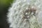 Seeding Dandelion Flower