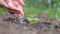 Seeding,Seedling,woman hand watering young plant over green background