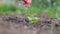 Seeding,Seedling,woman hand watering young plant over green background