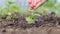 Seeding,Seedling,woman hand watering young plant over green background