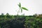 Seeding tree with handsome earth day in farmland