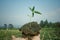 Seeding tree with handsome earth day in farmland