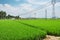 Seedings of cereal crops in the farm . Beautiful natural background at dusk