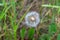 Seedless dandelion with blurry background in green grass