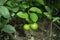 Seedless lemon tree plant of Bangladesh