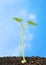 Seedling against blue sky