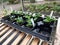 Seedling in an allotment greenhouse plastic tray