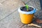 Seedling or baby adenium in pot. Adenium, commonly known as desert rose, impala lily, sabi star