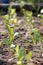 Seedling of Brassica.