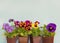 Seedling of colorful pansy flowers in pots as a border on blue background