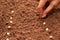 Seedling concept by human hand, Human seeding corn seed