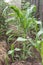 Seedling corn plants growing in the garden near fence