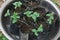 Seedling Cucumber  in a black bag