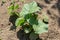 Seedling cucumber in the farmer's garden. Agriculture. Plant and life concept.