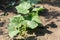 Seedling cucumber in the farmer\\\'s garden. Agriculture. Plant and life concept