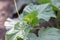 Seedling cucumber in the farmer\\\'s garden. Agriculture. Plant and life concept