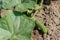 Seedling cucumber in the farmer\\\'s garden. Agriculture. Plant and life concept