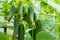 seedling cucumber , gardening