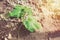 Seedling cucumber in hotbed foil. Close up macro image