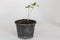 Seedling Cucumber  In pots