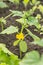 Seedling of cucumber on tidy garden in greenhouse