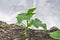 Seedling of cucumber under the covering material