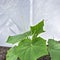 Seedling of cucumber under the covering material