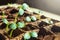 Seedling of cucumbers. Garden on the windowsill