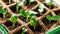 Seedling of cucumbers and zucchini in the peat pots cassette.