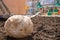 Seedling of deciduous tree with packed roots lies on loosened soil and is waiting for planting in courtyard of apartment building