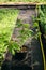 Seedling, development of plants and trees in greenhouses.