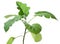 A seedling of an eggplant isolated  on a white background