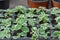 Seedling flower coleus amboinicus variegatus in flowerpots in glasshouse.